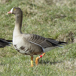 Lesser White-fronted Goose